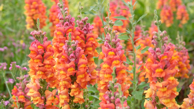 Slugs hate this fairytale plant that brightens dull borders