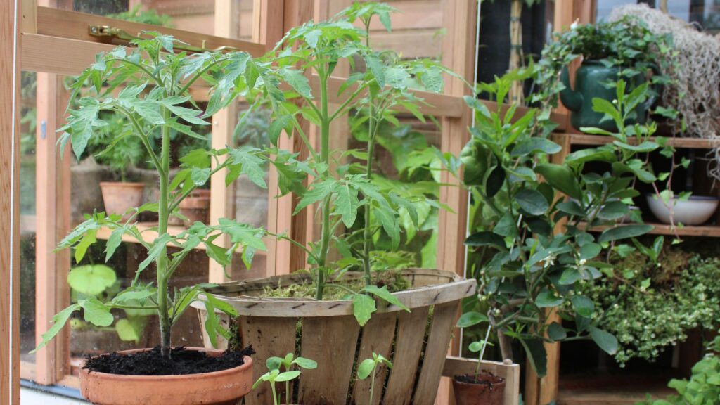 Gardeners are using electric toothbrushes to grow more tomatoes