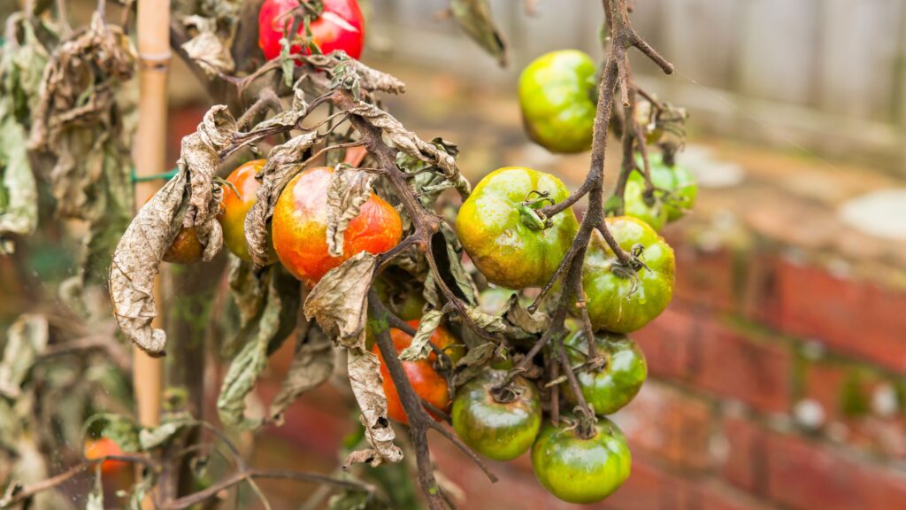 5 destructive plant diseases to watch out for in September