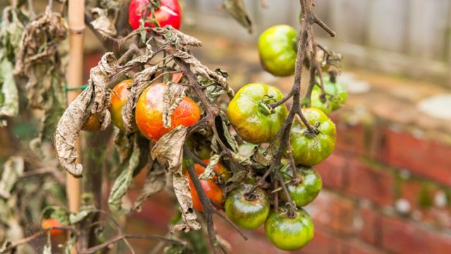5 destructive plant diseases to watch out for in September