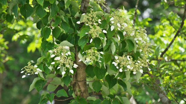 When to prune climbing hydrangeas so they flower next year