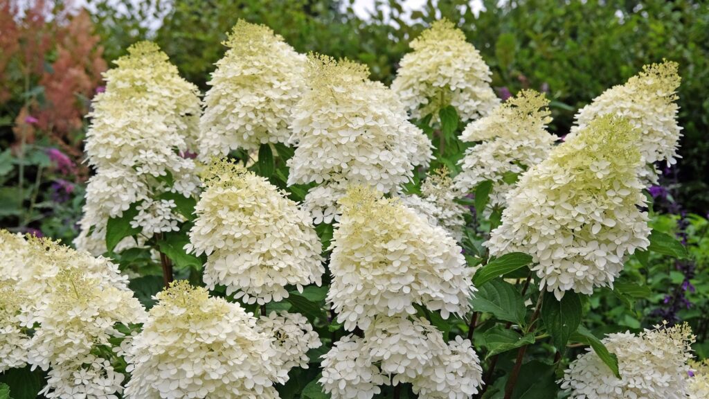I recommend this beautiful shrub to anyone with a damp garden