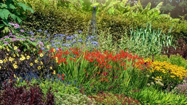 Hot borders will fill your garden with colour this summer