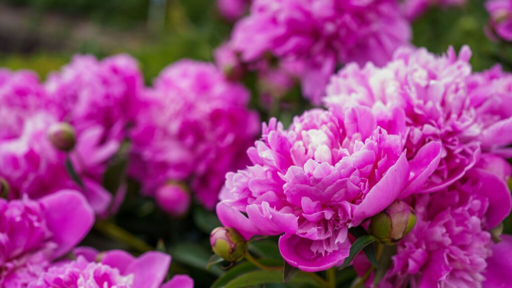 How to fertilise peonies in April for bigger, better blooms