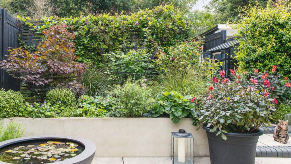 I built a mini pond in a bucket – here’s why you should too