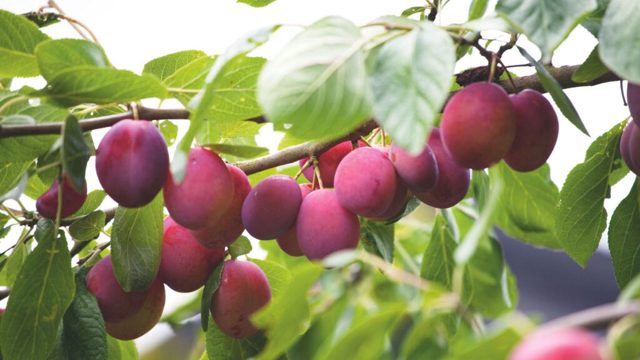 What are rootstocks? The key to a thriving fruit tree