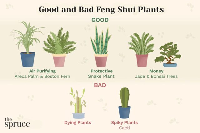 The 15 Best Feng Shui Plants to Use In Your Home