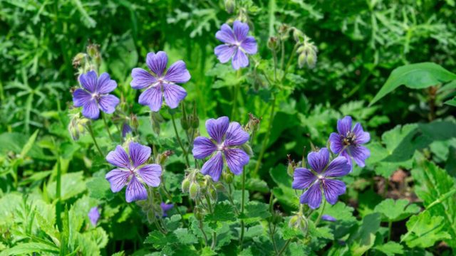 6 plants to cut back in August for an extra flush of flowers