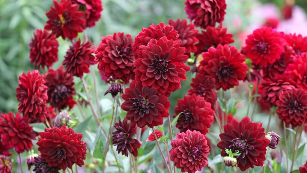 Best bulbs to plant in February for red blooms
