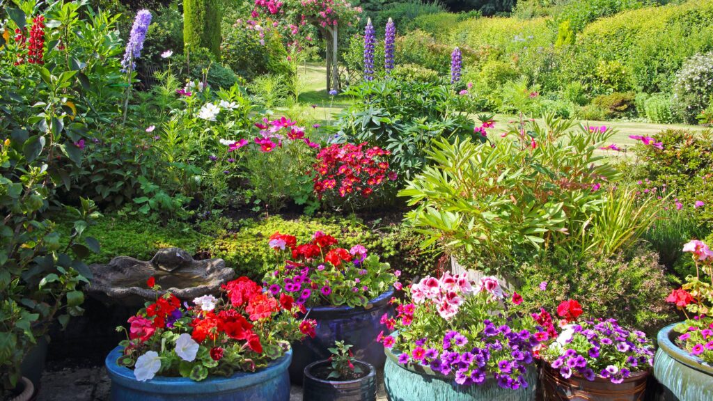 5 plants to divide in August to get free plants next spring