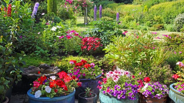 5 plants to divide in August to get free plants next spring