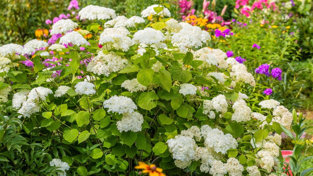 Gardeners warned against making 1 winter hydrangea mistake