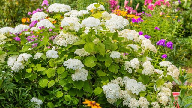 The 2 mistakes you should never make with hydrangeas in autumn
