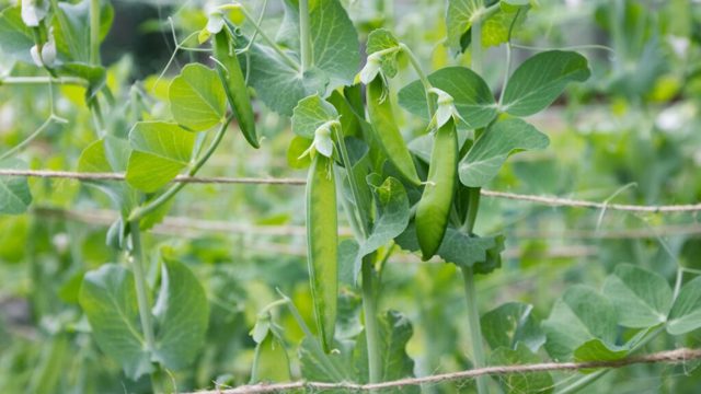 These vegetable roots could hold the key to richer soil