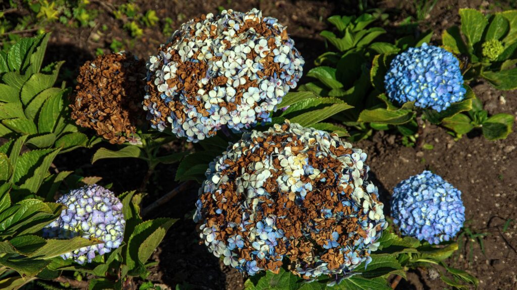 Why more hydrangeas than ever are turning brown this year