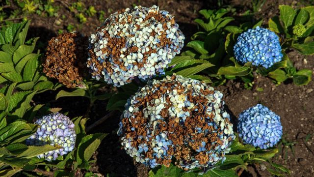 Why more hydrangeas than ever are turning brown this year