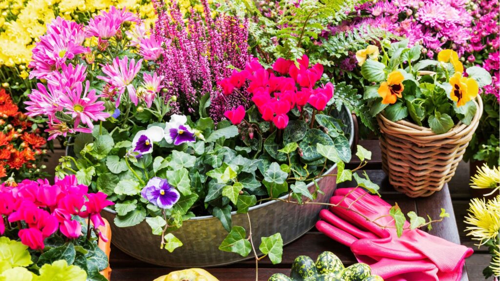 8 container plants that bloom by Christmas