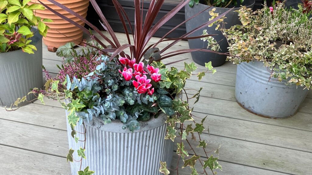 How I’m adding colour to my garden with a winter planter