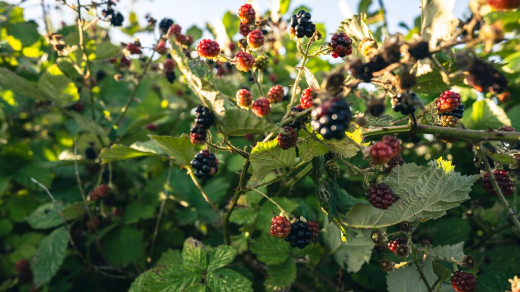 How to prune blackberries in 3 simple steps