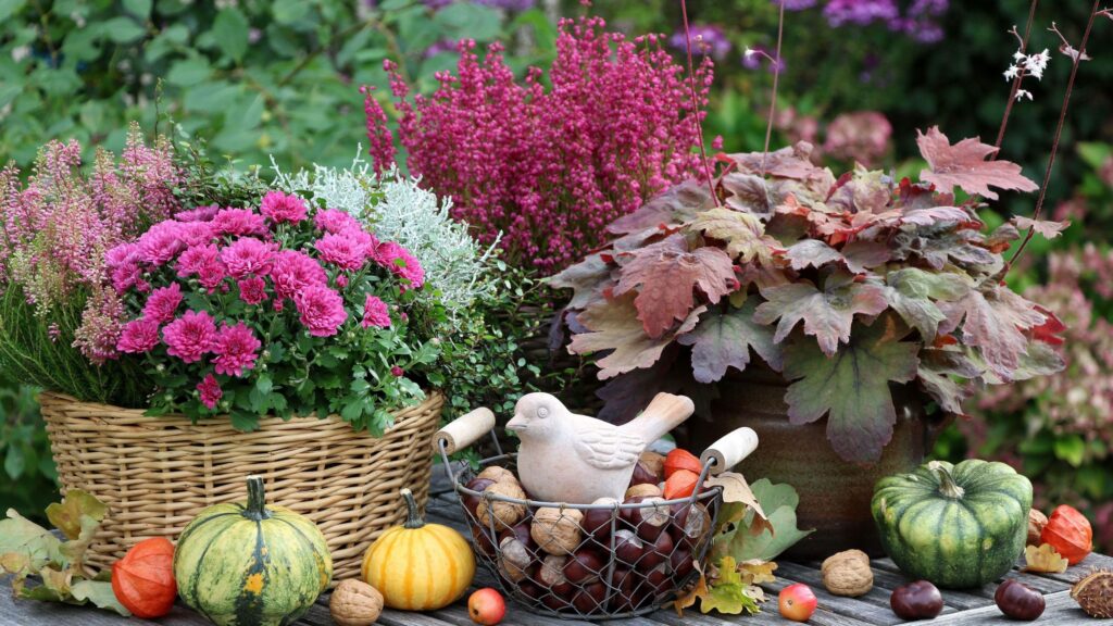 I’m adding these container plants for autumn colour
