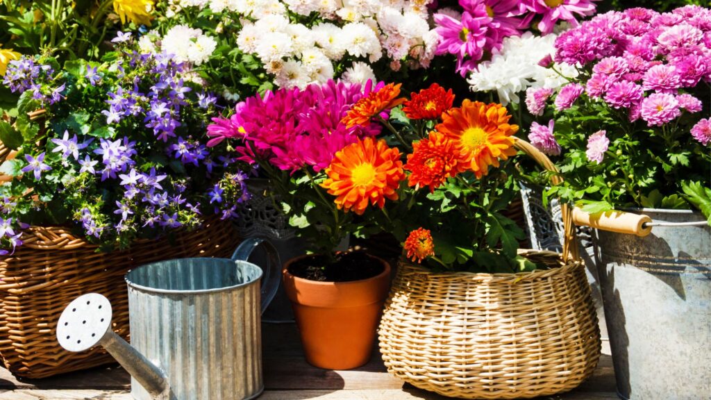 8 plants to add to pots in September for instant colour