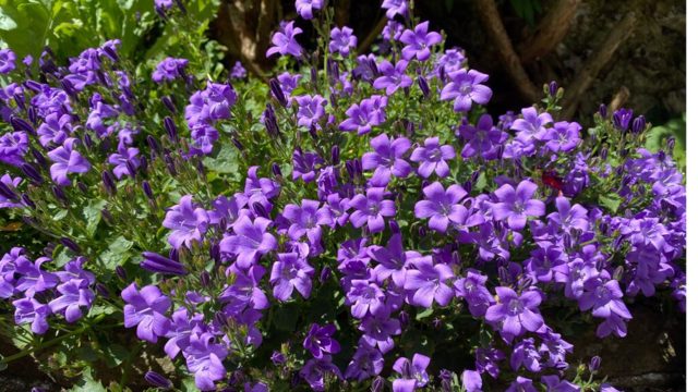 7 of the best flowering groundcover plants that block weeds