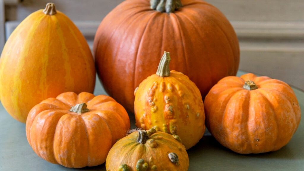 How to harvest pumpkins so they last until Halloween