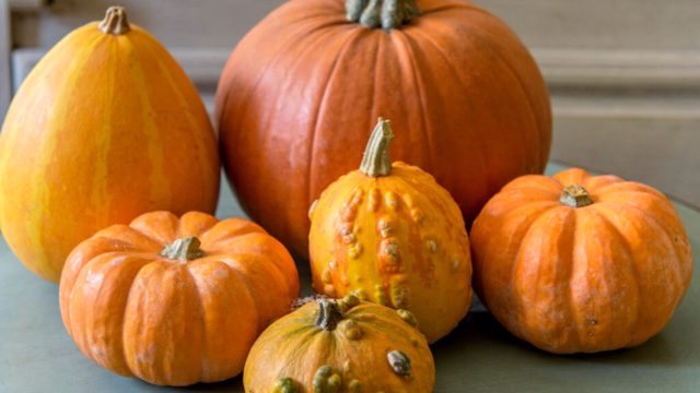 How to harvest pumpkins so they last until Halloween