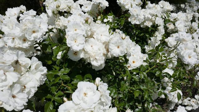 I recommend these groundcover roses for managing weeds