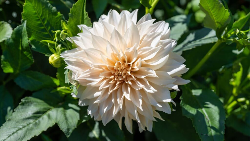 What to do with dahlias in June – kickstart this year’s flowers