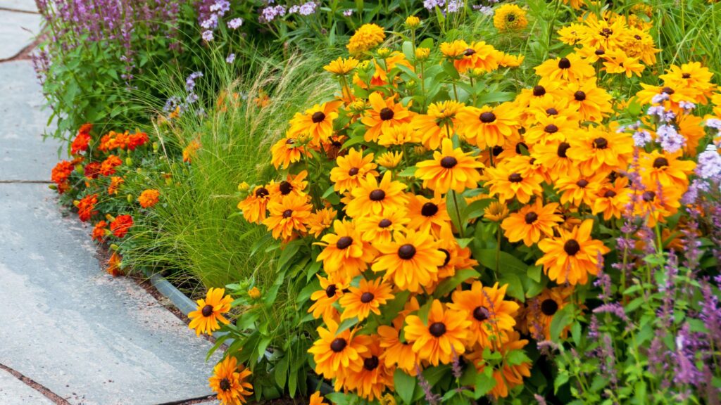 8 clump-forming perennials to divide in September