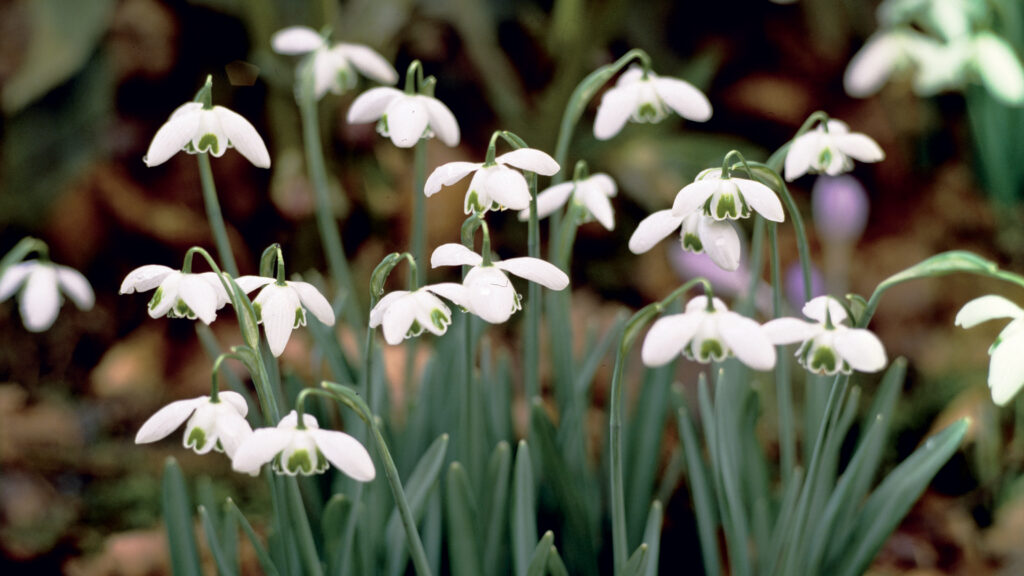 7 of the best spring bulbs for shade – plant them now!