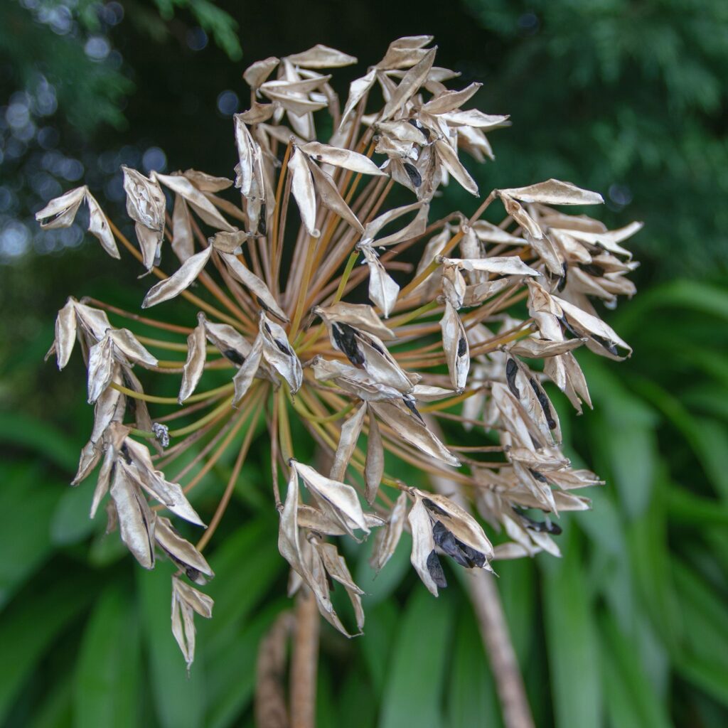 What to do with agapanthus in October – the essential jobs to do before winter