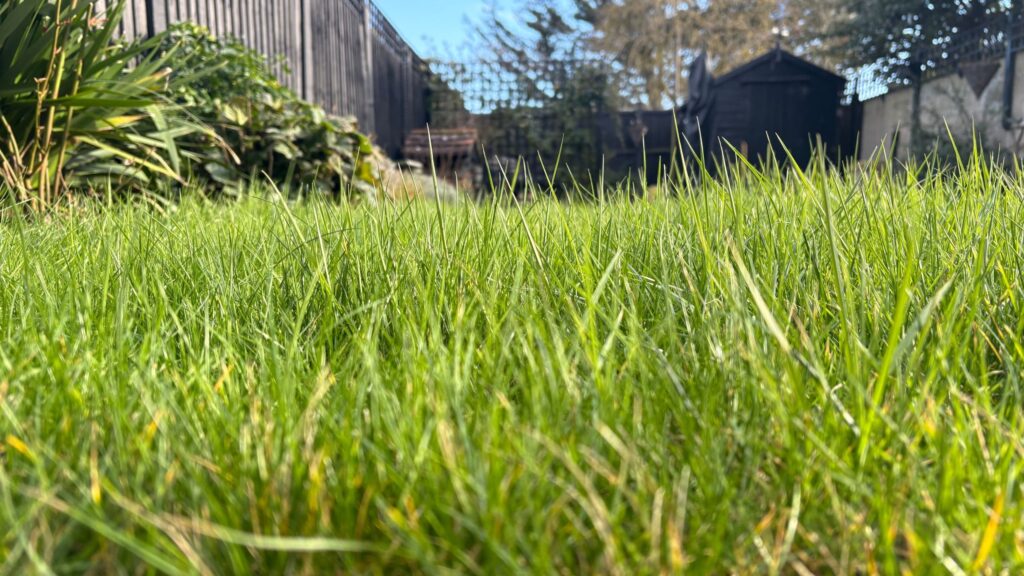 The lawn watering method garden pros are using this July
