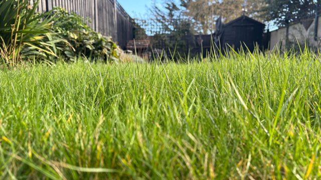 4 ways to keep your lawn alive during this week’s heatwave