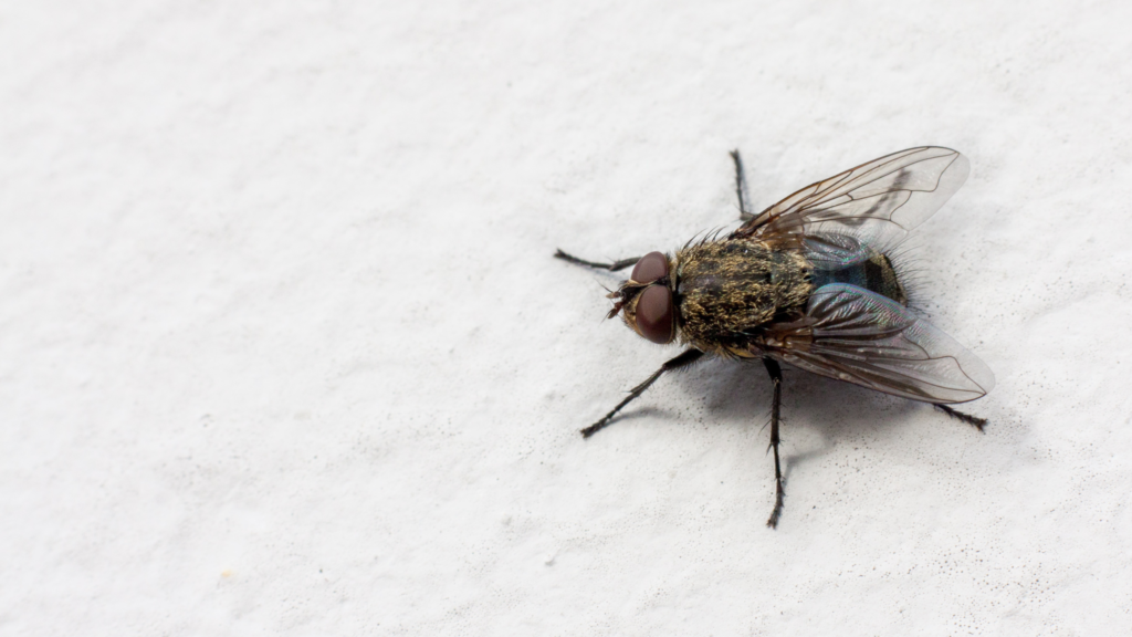 I turned my morning coffee into the ultimate fly repellent