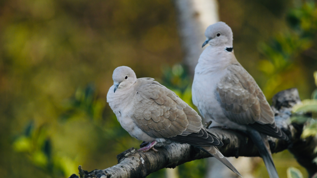 How to attract doves to your garden, according to experts