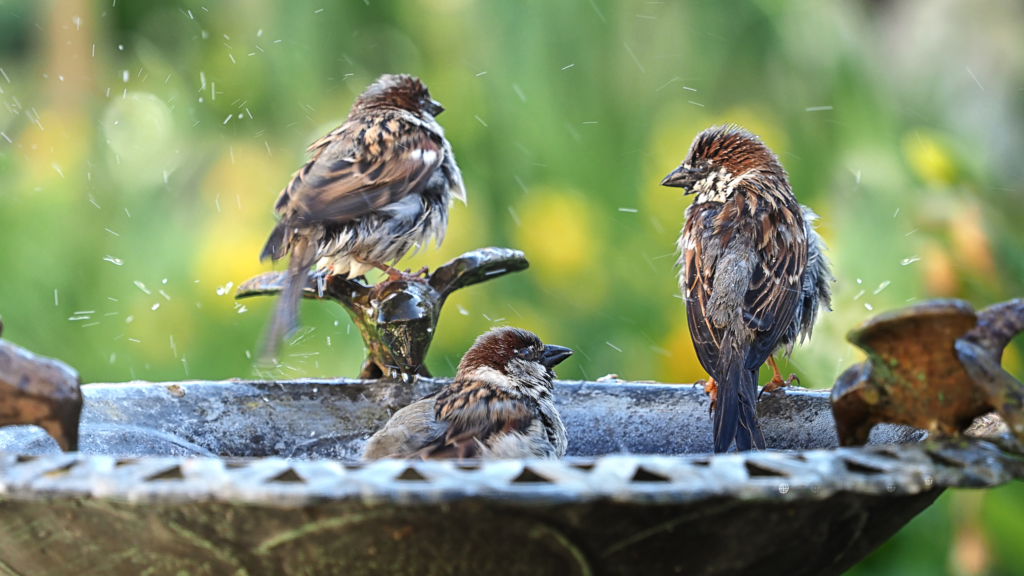 The exact type of bird box to attract sparrows to a garden