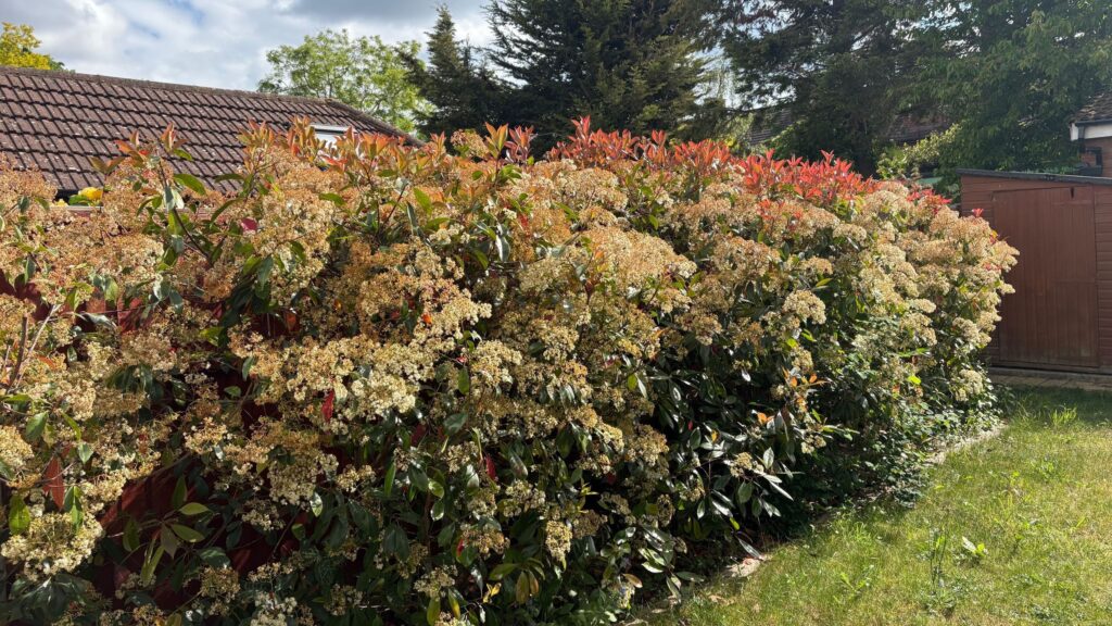 Photinia ‘Red Robin’ is the perfect privacy plant
