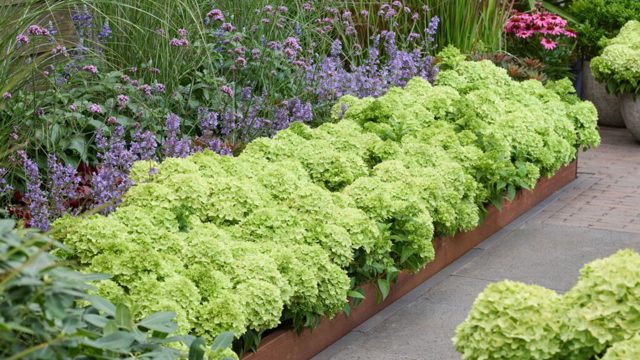 Groundcover hydrangeas are the perfect autumn transition plant