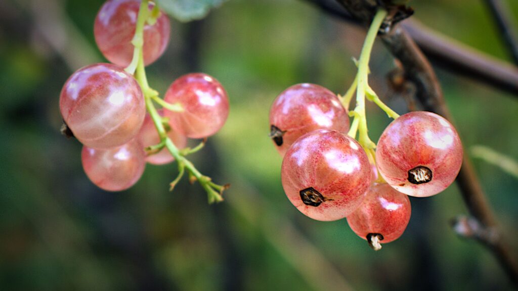 5 unusual fruits to grow in your garden for tasty harvests