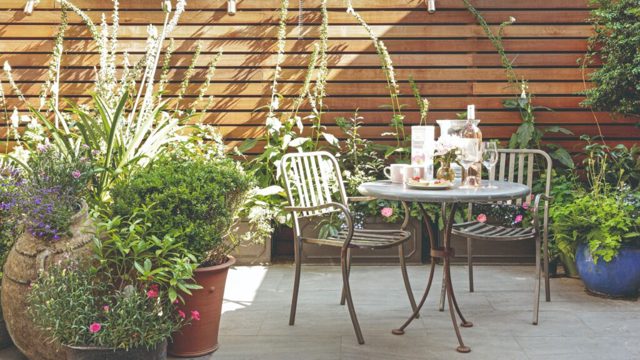 6 fast-growing flower seeds to sow in July for quick colour