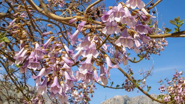 3 climate-resilient trees to plant this autumn