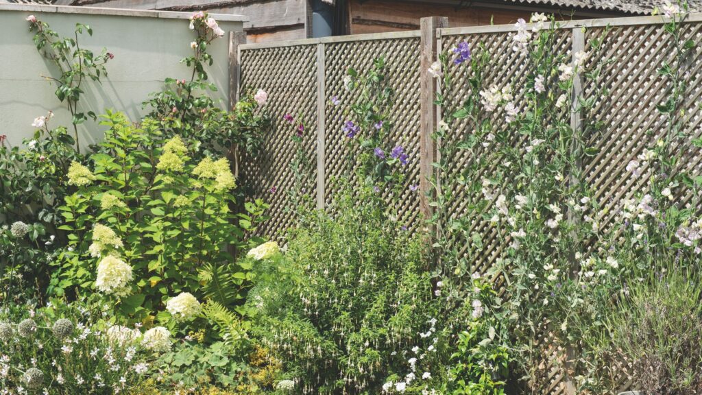 5 unusual annual climbing plants to plant now