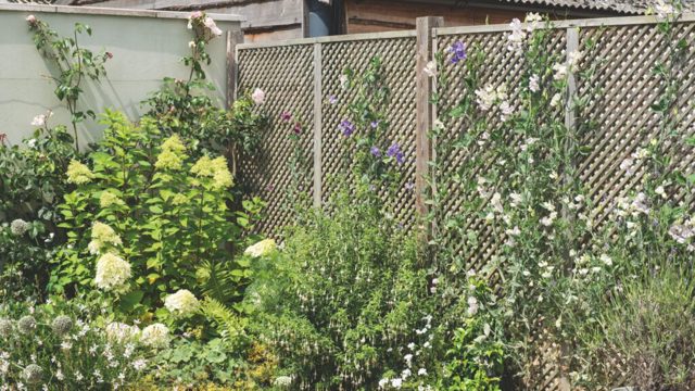 5 unusual annual climbing plants to plant now