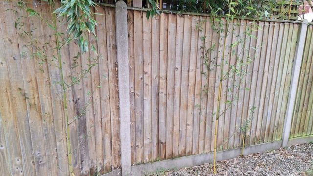 Neighbour’s bamboo spreading into your garden? Here’s what to do