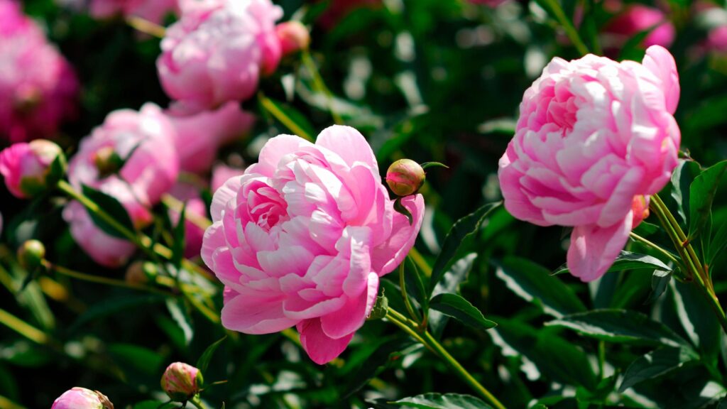 What to do with peonies after flowering – 2 key tasks