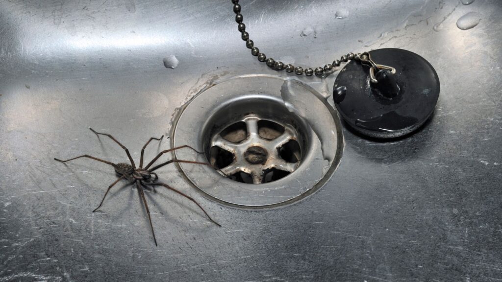 5 things luring spiders into your home – and what to do