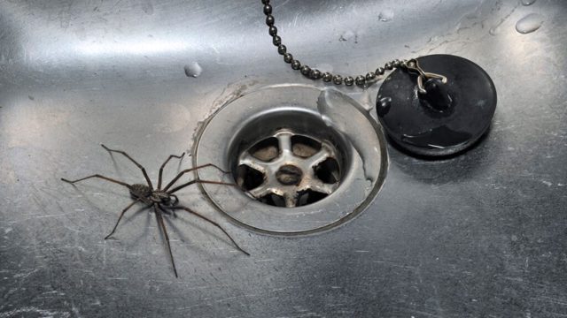 5 things luring spiders into your home – and what to do