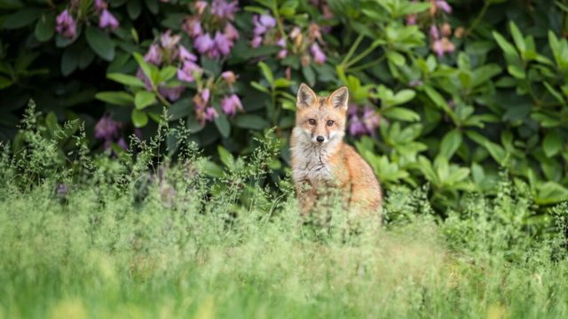3 ways to deter foxes from a food waste bin